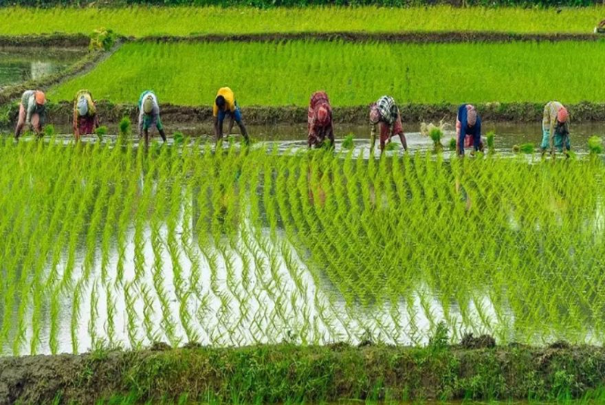 ২৩ ডিচেম্বৰত কিয় উদযাপন কৰা হয় ৰাষ্ট্ৰীয় কৃষক দিৱস ?